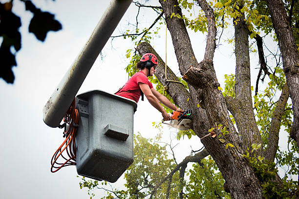 Best Tree Removal Services  in Astor, FL